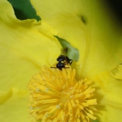 Hylaeus (Prosopisteron) turgicollaris at Springwood, NSW - 31 Oct 2022