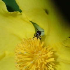 Hylaeus (Prosopisteron) turgicollaris at Springwood, NSW - 31 Oct 2022