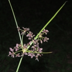 Cyperus concinnus (Trim Flat-sedge) at Paddys River, ACT - 22 Nov 2022 by MichaelBedingfield