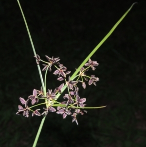 Cyperus concinnus at Paddys River, ACT - 22 Nov 2022