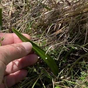 Thelymitra nuda at Throsby, ACT - 9 Nov 2022