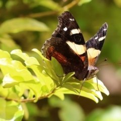 Vanessa itea (Yellow Admiral) at Wodonga, VIC - 27 Nov 2022 by KylieWaldon