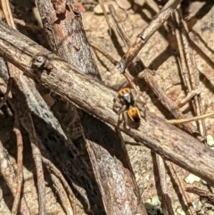 Maratus purcellae at Googong, NSW - 24 Nov 2022