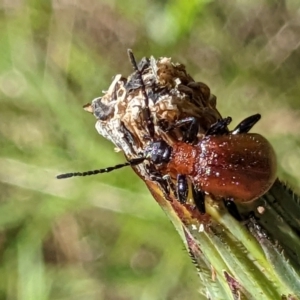 Ecnolagria sp. (genus) at Googong, NSW - 24 Nov 2022