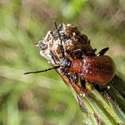Ecnolagria sp. (genus) (A brown darkling beetle) at Wandiyali-Environa Conservation Area - 24 Nov 2022 by MTranter