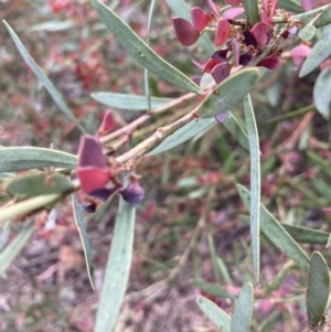 Daviesia mimosoides at Bruce, ACT - 27 Nov 2022 10:30 AM