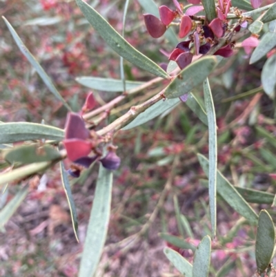 Daviesia mimosoides (Bitter Pea) at Bruce, ACT - 26 Nov 2022 by Jenny54