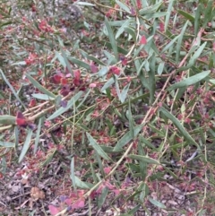 Daviesia mimosoides at Bruce, ACT - 27 Nov 2022