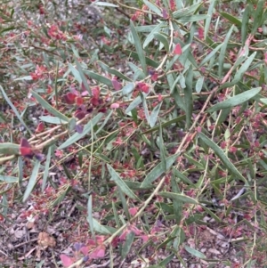 Daviesia mimosoides at Bruce, ACT - 27 Nov 2022