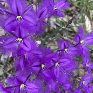 Thysanotus tuberosus at Molonglo Valley, ACT - 27 Nov 2022 11:28 AM