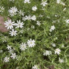 Stellaria pungens (Prickly Starwort) at Aranda, ACT - 27 Nov 2022 by Jenny54