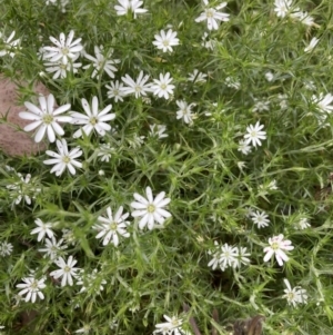 Stellaria pungens at Aranda, ACT - 27 Nov 2022