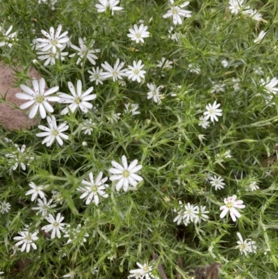 Stellaria pungens (Prickly Starwort) at Aranda, ACT - 27 Nov 2022 by Jenny54