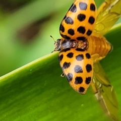 Harmonia conformis (Common Spotted Ladybird) at Nambucca Heads, NSW - 27 Nov 2022 by trevorpreston