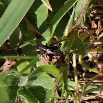 Pteronemobius sp. (genus) (Cricket) at Mount Painter - 24 Nov 2022 by CathB