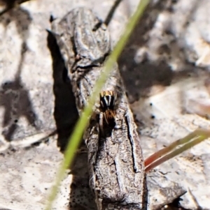 Maratus purcellae at Cook, ACT - suppressed