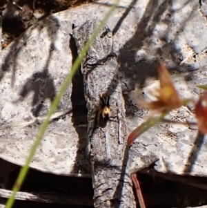 Maratus purcellae at Cook, ACT - suppressed