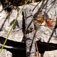 Maratus purcellae at Cook, ACT - suppressed