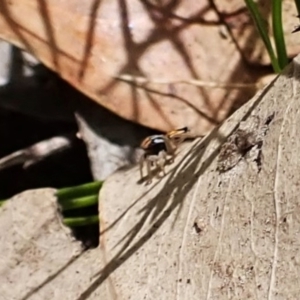 Maratus purcellae at Cook, ACT - 24 Nov 2022