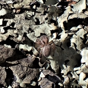Maratus purcellae at Cook, ACT - suppressed