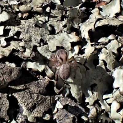 Maratus purcellae (Purcell's peacock spider) at Cook, ACT - 24 Nov 2022 by CathB