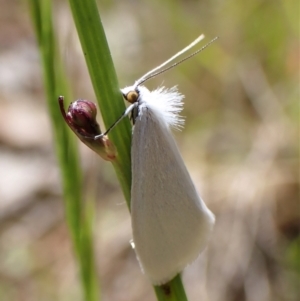 Tipanaea patulella at Cook, ACT - 26 Nov 2022 12:01 PM