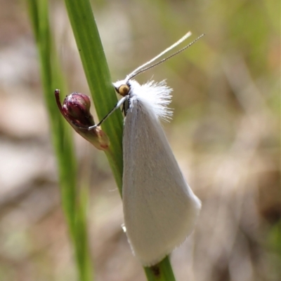 Tipanaea patulella (A Crambid moth) at Cook, ACT - 26 Nov 2022 by CathB