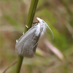 Tipanaea patulella at Cook, ACT - 26 Nov 2022