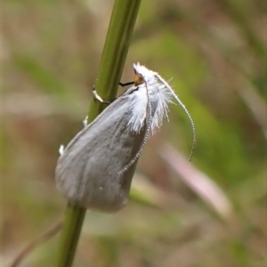 Tipanaea patulella at Cook, ACT - 26 Nov 2022 12:01 PM