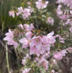 Boronia floribunda at Blue Mountains National Park, NSW - 27 Nov 2022