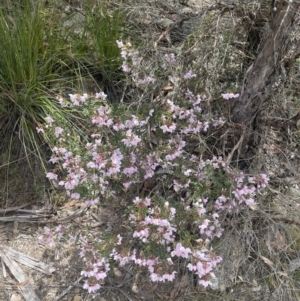 Boronia floribunda at Blue Mountains National Park, NSW - 27 Nov 2022