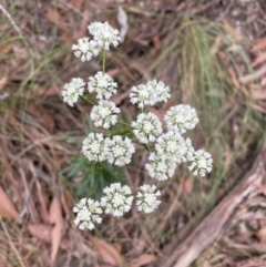 Poranthera corymbosa (Clustered Poranthera) at Blue Mountains National Park - 27 Nov 2022 by Mavis