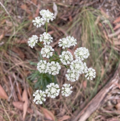 Poranthera corymbosa (Clustered Poranthera) at Blue Mountains National Park, NSW - 27 Nov 2022 by Mavis