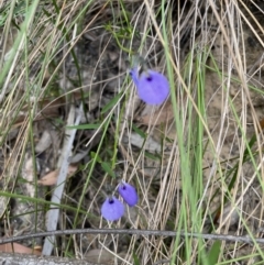 Pigea monopetala (Slender Violet) at Blue Mountains National Park - 27 Nov 2022 by Mavis