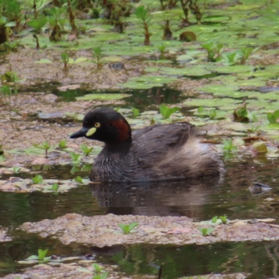 Tachybaptus novaehollandiae (Australasian Grebe) at Hackett, ACT - 27 Nov 2022 by MatthewFrawley