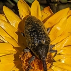 Larinus latus (Onopordum seed weevil) at Wandiyali-Environa Conservation Area - 24 Nov 2022 by MTranter