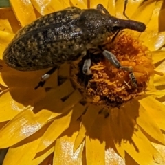 Larinus latus at Googong, NSW - 24 Nov 2022