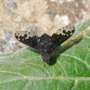 Anthrax maculatus at Ainslie, ACT - 25 Nov 2022