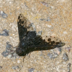 Anthrax maculatus at Ainslie, ACT - 25 Nov 2022 02:11 PM