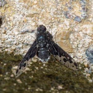 Anthrax maculatus at Ainslie, ACT - 25 Nov 2022