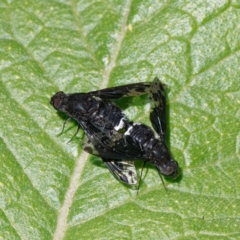 Anthrax maculatus at Ainslie, ACT - 25 Nov 2022 02:11 PM