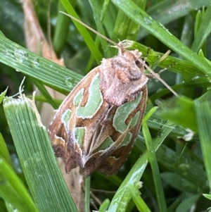 Cosmodes elegans at Jerrabomberra, NSW - 27 Nov 2022