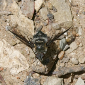 Thraxan sp. (genus) at Ainslie, ACT - 25 Nov 2022 02:14 PM