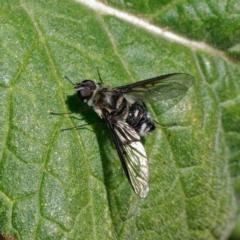 Thraxan sp. (genus) at Ainslie, ACT - 25 Nov 2022