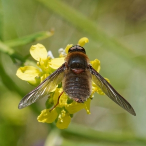 Comptosia sp. (genus) at Ainslie, ACT - 25 Nov 2022