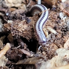 Unverified Millipede (Diplopoda) at Nambucca Heads, NSW - 27 Nov 2022 by trevorpreston
