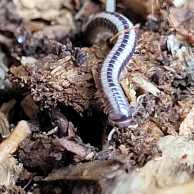 Unidentified Millipede (Diplopoda) at Nambucca Heads, NSW - 27 Nov 2022 by trevorpreston