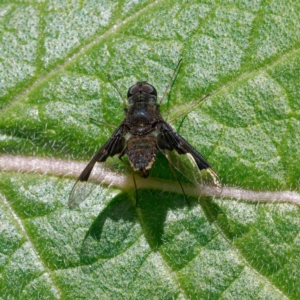 Anthrax dolabratus at Ainslie, ACT - 25 Nov 2022 02:10 PM