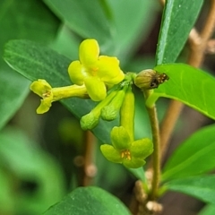 Wikstroemia indica (Bootlace Bush, Tie Bush) at Nambucca Heads, NSW - 27 Nov 2022 by trevorpreston