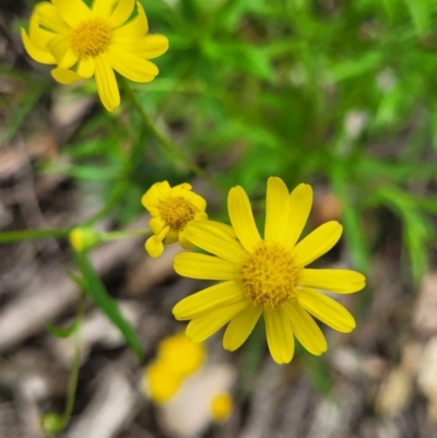 Senecio madagascariensis (Madagascan Fireweed, Fireweed) at Nambucca Heads, NSW - 27 Nov 2022 by trevorpreston